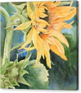 Summer Sunflower Canvas Print
