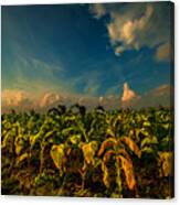 Summer Tobacco Canvas Print