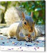 Sun Bathing Squirrel Canvas Print