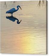 Sun Dog And Great Egret 3 Canvas Print