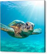 Sunburst Sea Turtle Canvas Print