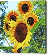 Sunflower 46 Canvas Print
