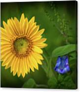 Sunflower And Morning Glory Canvas Print