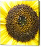 Sunflower Close Up Canvas Print