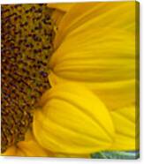 Sunflower Closeup Canvas Print