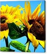Sunflower Duo Canvas Print