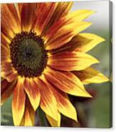 Sunflower Canvas Print