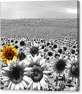 Sunflower Field Black And White Canvas Print