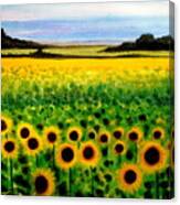 Sunflower Field Canvas Print