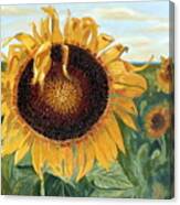 Sunflower Fields Forever Canvas Print