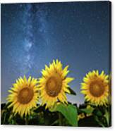 Sunflower Galaxy Ii Canvas Print