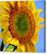 Sunflower Plant Canvas Print