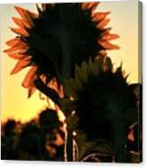 Sunflower Greeting Canvas Print
