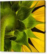 Sunflower Hairs Signed Canvas Print