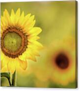 Sunflower In A Field Canvas Print