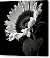 Sunflower In Black And White Canvas Print