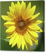 Sunflower In The Sun Canvas Print