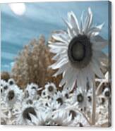 Sunflower Infrared Canvas Print