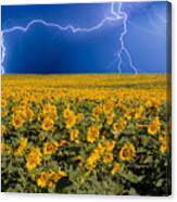 Sunflower Lightning Field Canvas Print