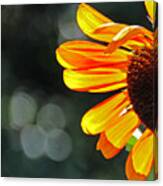 Sunflower Looking Around The Corner Canvas Print