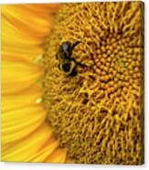 Sunflower Macro Canvas Print