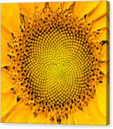 Sunflower Mandala Canvas Print