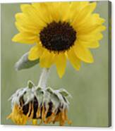 Sunflower Canvas Print