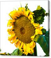Sunflower Morning #1 Canvas Print