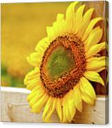 Sunflower On The Fence Canvas Print