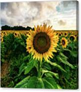 Sunflower People Canvas Print