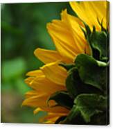 Sunflower Series I Canvas Print