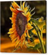 Sunflower Series Canvas Print