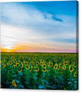 Sunflower Sunrise Canvas Print
