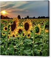 Sunflower Sunset Canvas Print