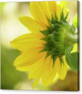 Sunflower Sweet Canvas Print