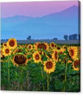 Sunflowers At Dawn Canvas Print