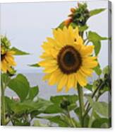 Sunflowers By The Ocean Canvas Print