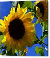 Sunflowers Canvas Print