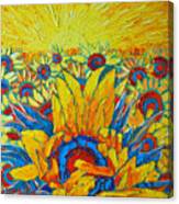 Sunflowers Field In Sunrise Light Canvas Print