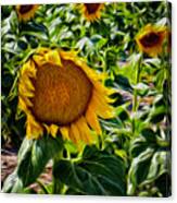 Sunflowers Glaze Canvas Print