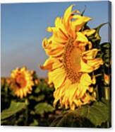Sunflowers On The Colorado Plains Canvas Print