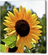 Sunny Sunflower Canvas Print