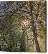 Sunrays Through Autumn Trees Canvas Print