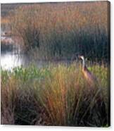 Sunrise On The Wetlands Canvas Print