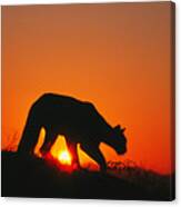 Sunrise Stalk Canvas Print