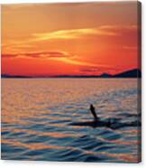 Sunset And Dolphins Canvas Print