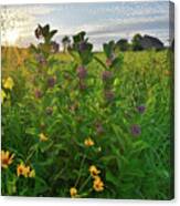 Sunset Backlights Wildflowers In Glacial Park Canvas Print