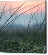Sunset  Through The Marsh Grass Canvas Print