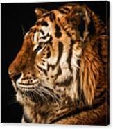 Sunset Tiger Canvas Print