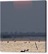 Sunset With Coots Canvas Print